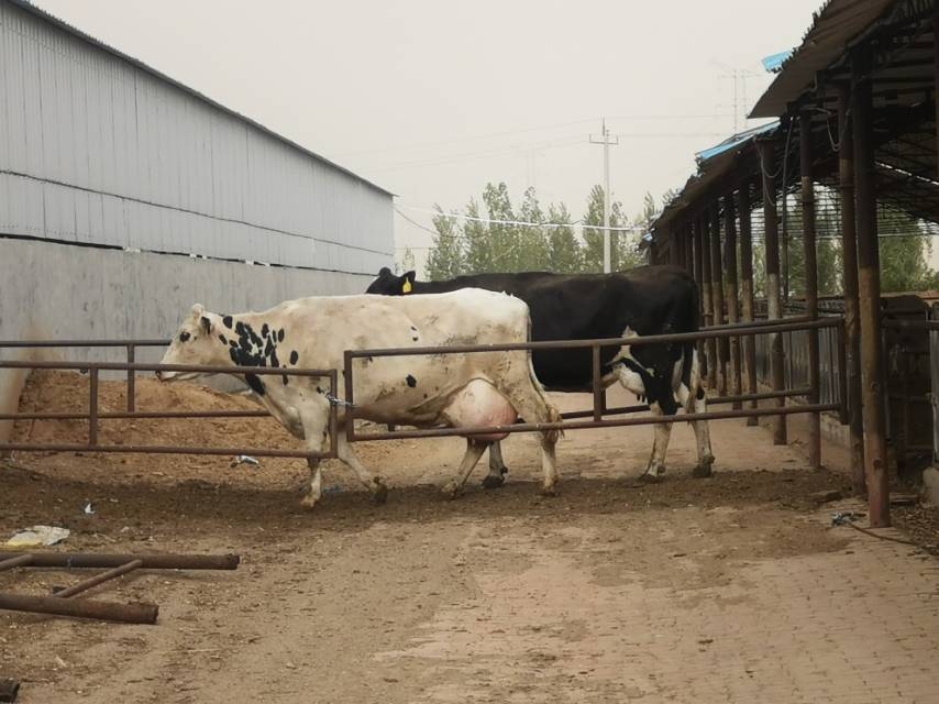 牧场鲜奶